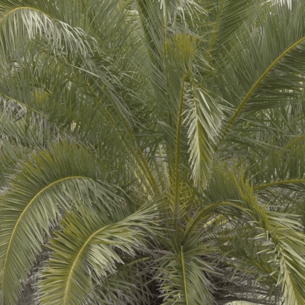 Palmeras sanas, identidad viva. Control de la Diocalandra frumenti para el futuro de la artesanía de Lanzarote