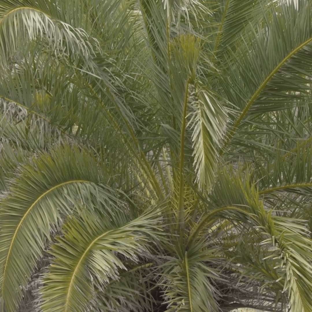 Palmeras sanas, identidad viva. Control de la Diocalandra frumenti para el futuro de la artesanía de Lanzarote